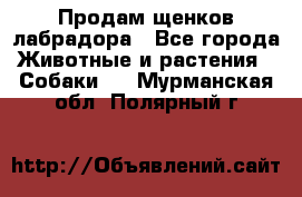 Продам щенков лабрадора - Все города Животные и растения » Собаки   . Мурманская обл.,Полярный г.